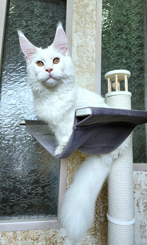Obelix Cat Akbars - Kitten maine-coon 6 months 1.5 week
