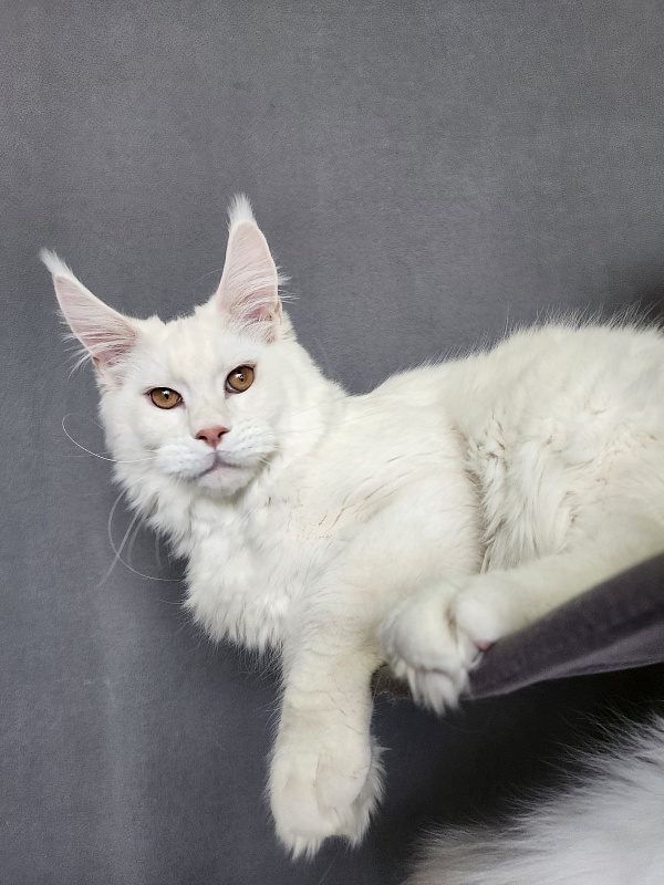 Obelix Cat Akbars - Kitten maine-coon 6 months 1.5 week