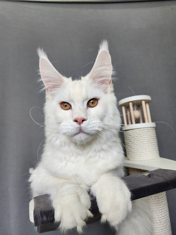 Obelix Cat Akbars - Kitten maine-coon 6 months 1.5 week