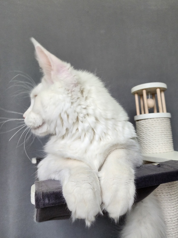 Obelix Cat Akbars - Kitten maine-coon 6 months 1.5 week