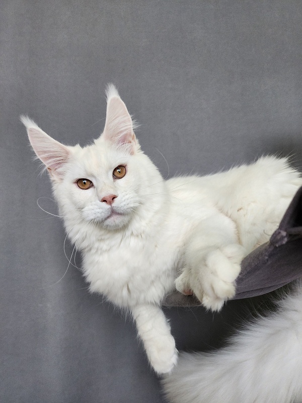 Obelix Cat Akbars - Kitten maine-coon 6 months 1.5 week