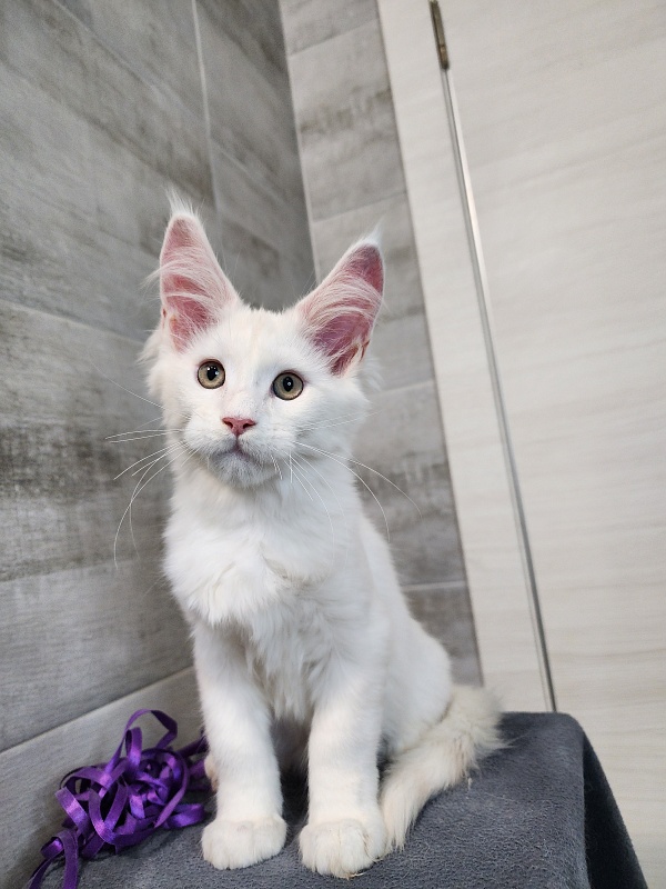 Omel Cat Akbars ( PET) - Kitten maine-coon 2 months 2.5 weeks