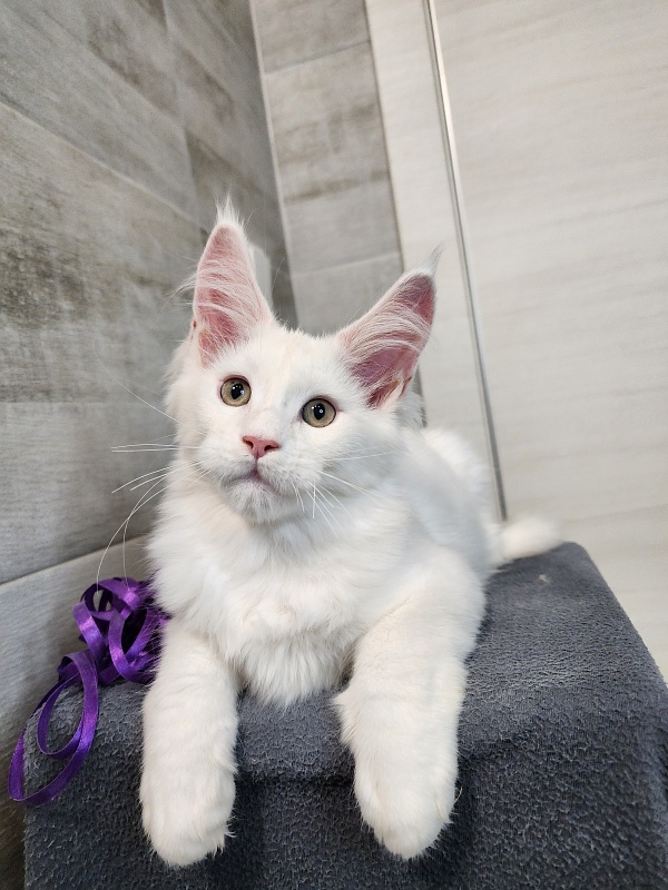 Omel Cat Akbars ( PET) - Kitten maine-coon 2 months 2.5 weeks