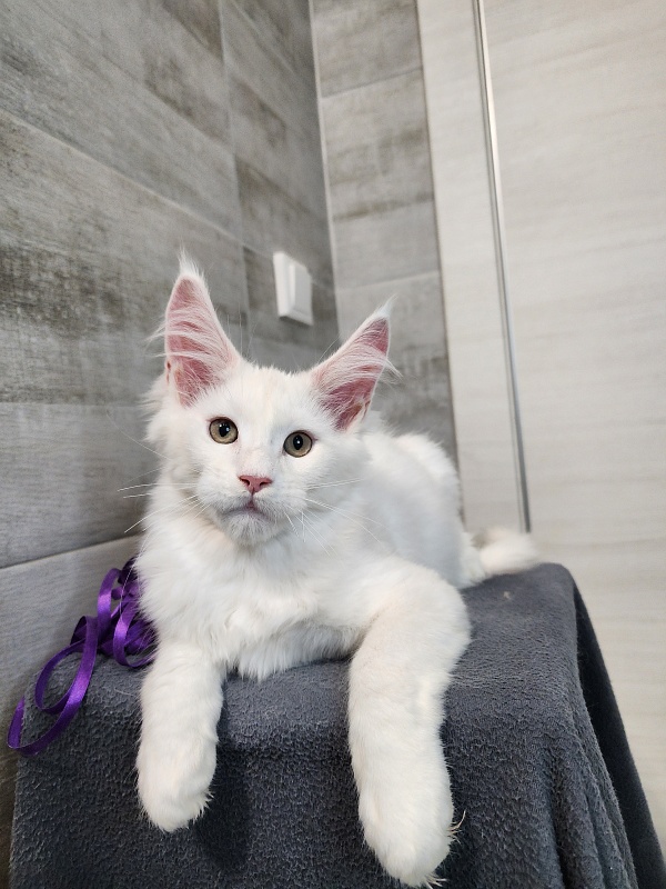 Omel Cat Akbars ( PET) - Kitten maine-coon 2 months 2.5 weeks