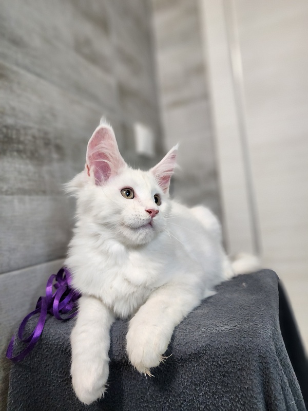 Omel Cat Akbars ( PET) - Kitten maine-coon 2 months 2.5 weeks