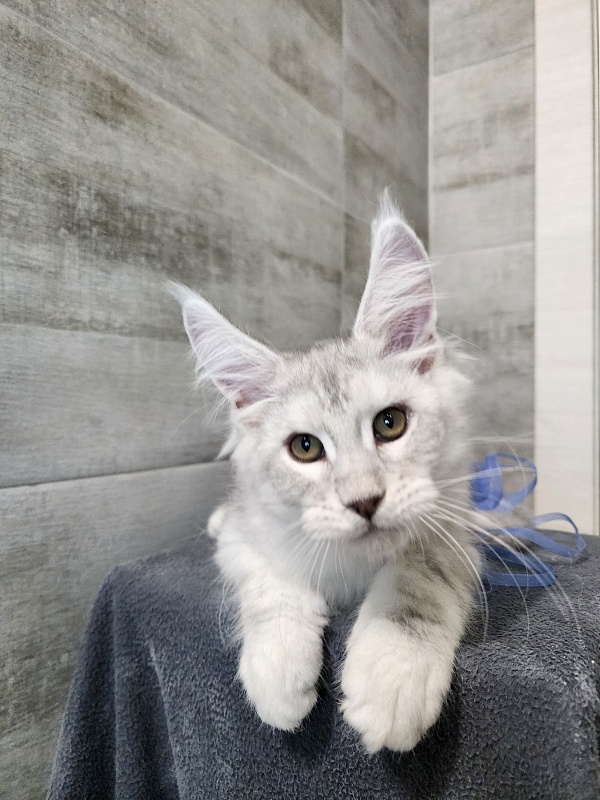 Oliver Cat Akbars - Kitten maine-coon 2 months 2.5 weeks