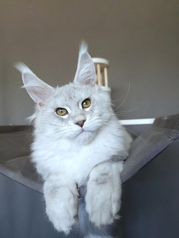 Oliver Cat Akbars - Kitten maine-coon 4 months