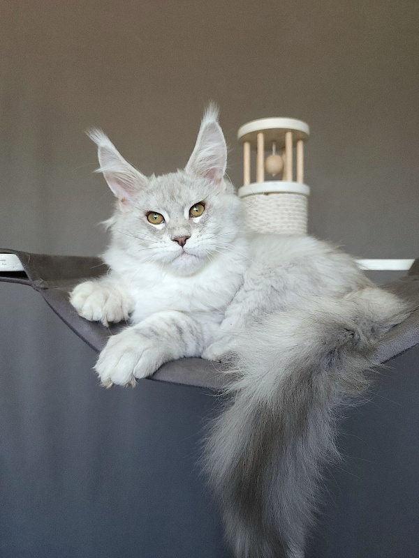 Oliver Cat Akbars - Kitten maine-coon 4 months