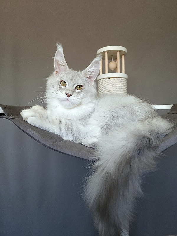 Oliver Cat Akbars - Kitten maine-coon 4 months