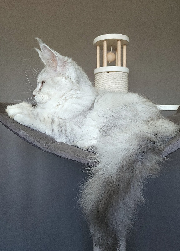 Oliver Cat Akbars - Kitten maine-coon 4 months