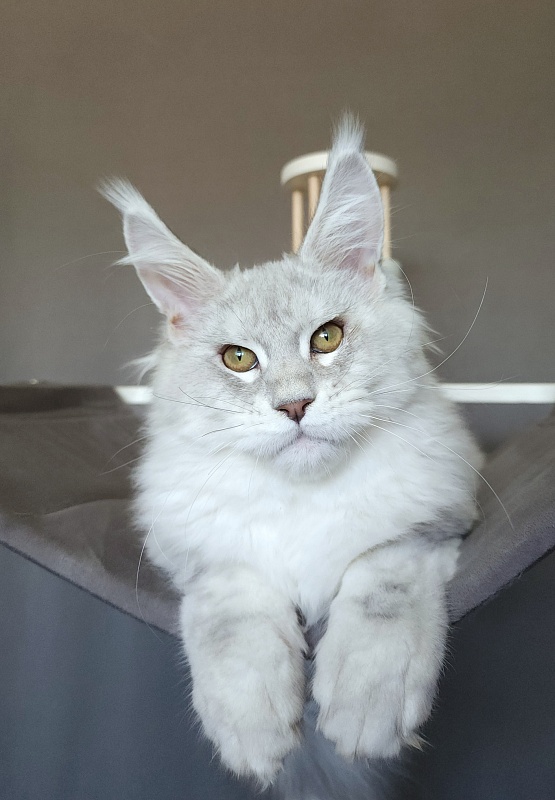 Oliver Cat Akbars - Kitten maine-coon 4 months