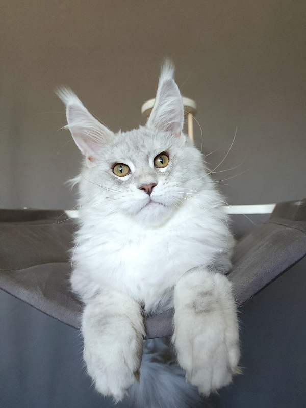 Oliver Cat Akbars - Kitten maine-coon 4 months