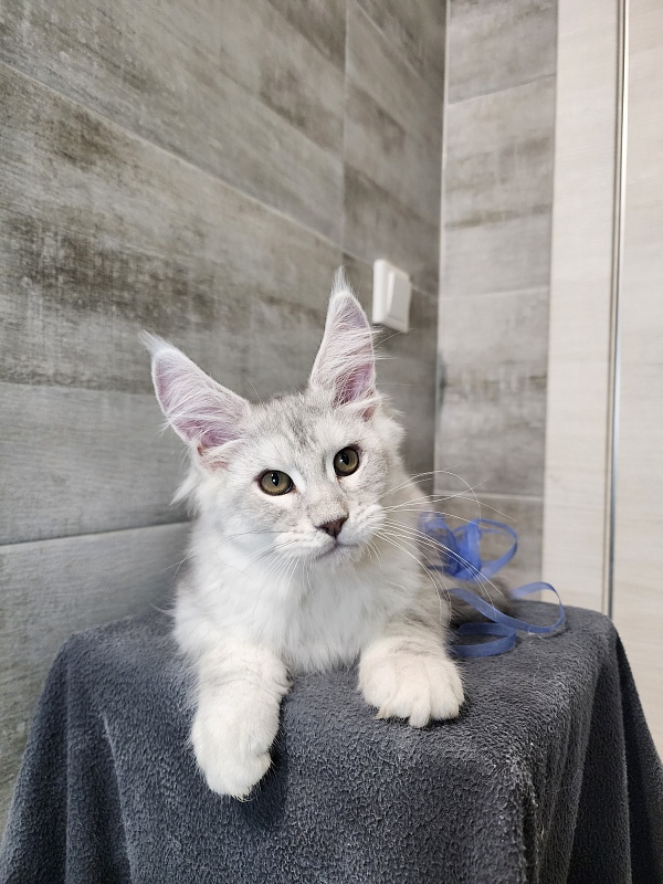 Oliver Cat Akbars - Kitten maine-coon 2 months 2.5 weeks