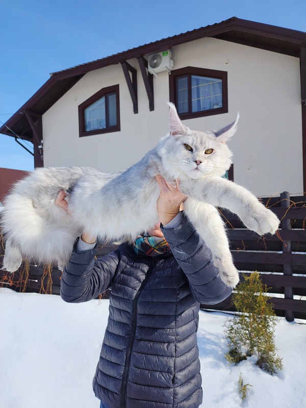 Oliver Cat Akbars - Junior maine-coon 7 months 1 week