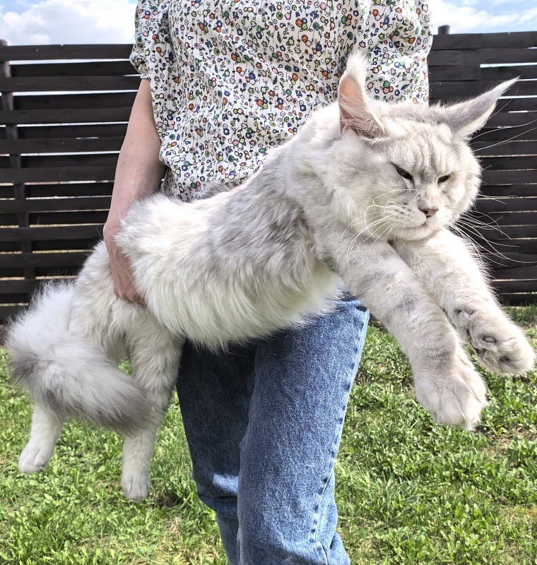 Oliver Cat Akbars - Junior maine-coon 9 months