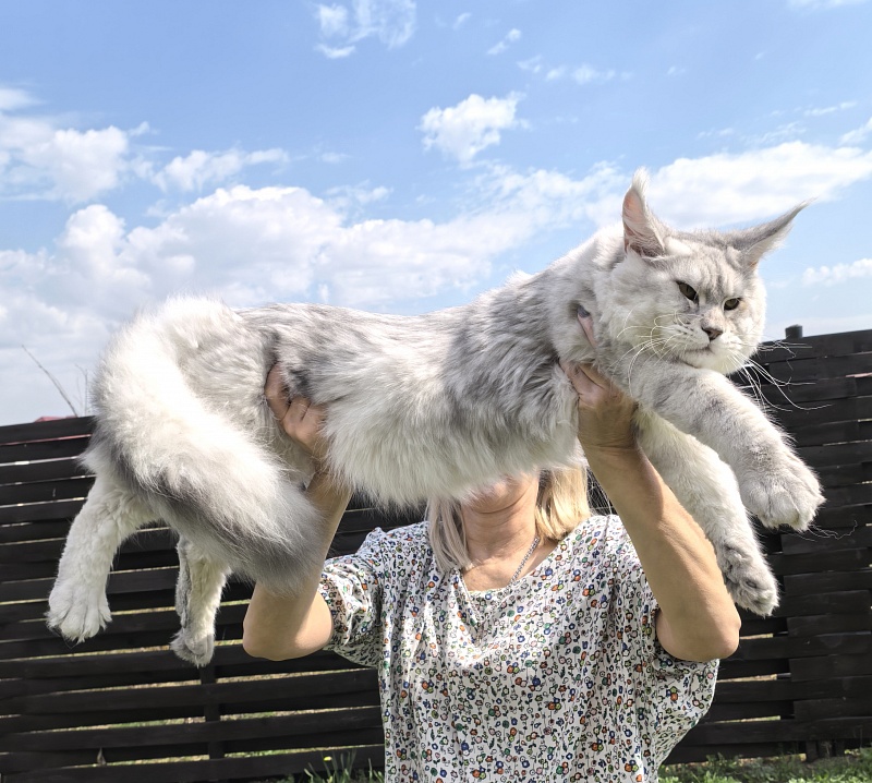Oliver Cat Akbars - Junior maine-coon 9 months