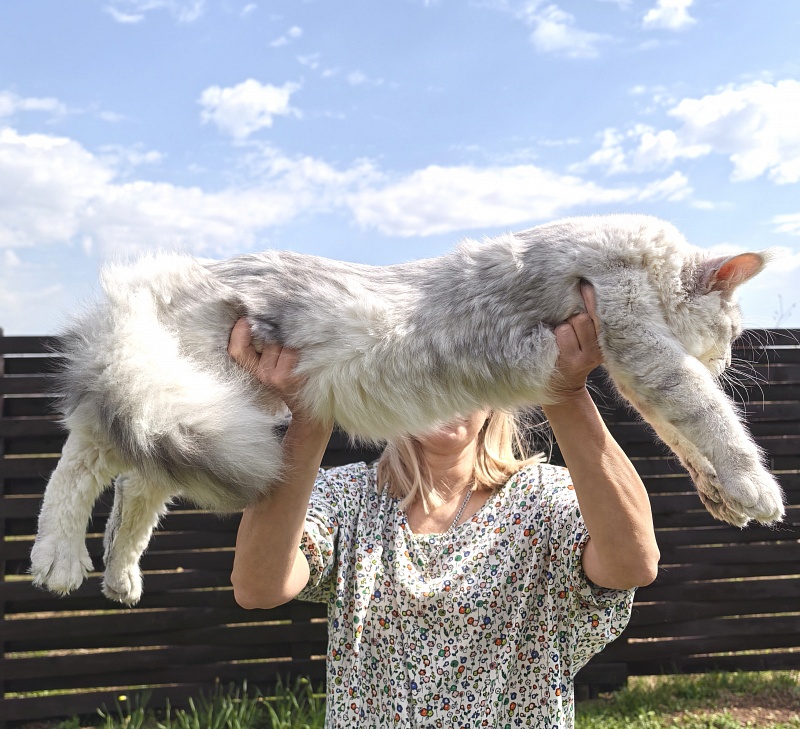 Oliver Cat Akbars - Junior maine-coon 9 months