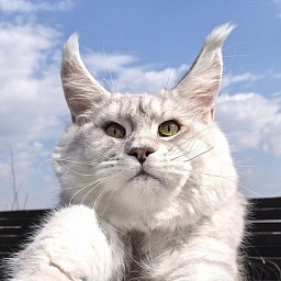 Oliver Cat   Akbars