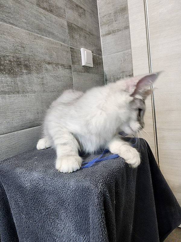 Oliver Cat Akbars - Kitten maine-coon 2 months 2.5 weeks