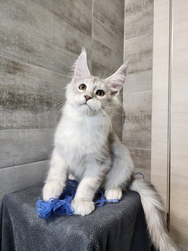 Oliver Cat Akbars - Kitten maine-coon 2 months 2.5 weeks