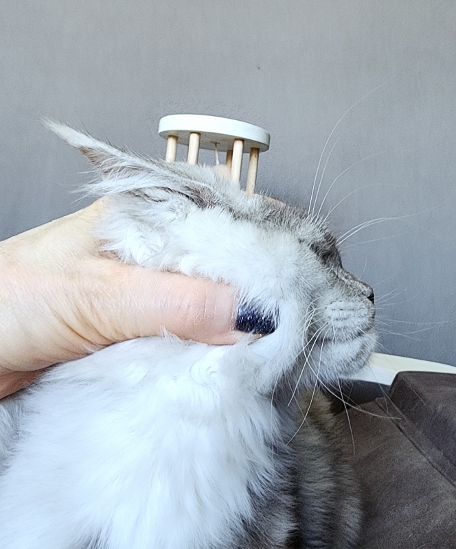Oliver Cat Akbars - Kitten maine-coon 4 months