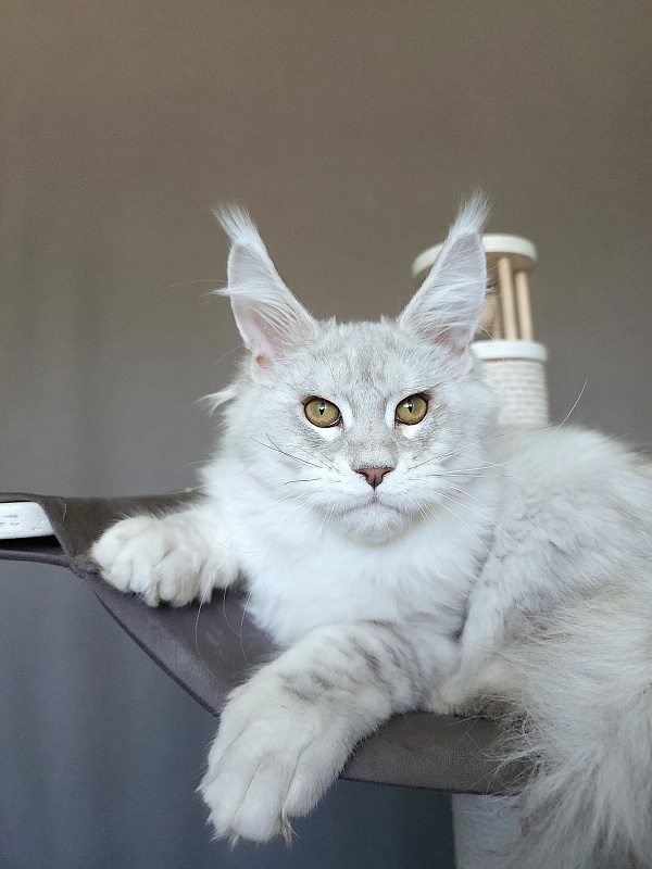 Oliver Cat Akbars - Kitten maine-coon 4 months