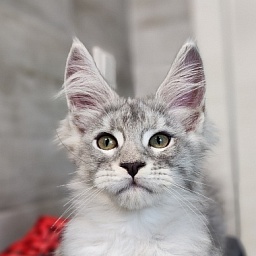 Ofel Cat Akbars