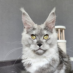 Omega Cat Akbars