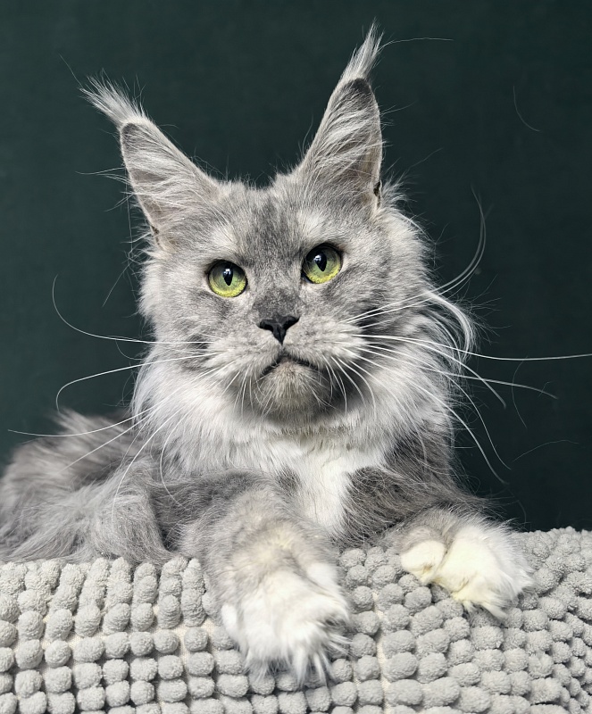 Omega Cat Akbars - Adult maine-coon 1 year 9 months 0.5 weeks