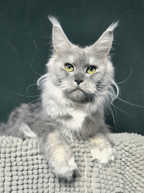 Omega Cat Akbars - Adult maine-coon 1 year 9 months 0.5 weeks