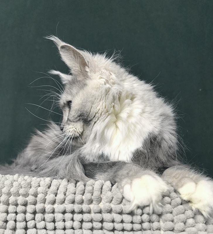 Omega Cat Akbars - Adult maine-coon 1 year 9 months 0.5 weeks