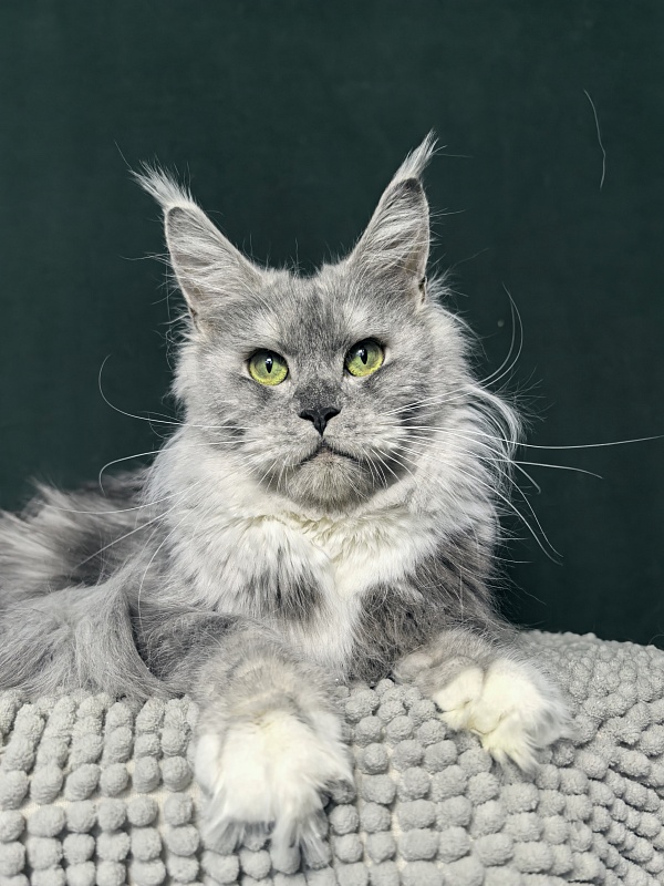 Omega Cat Akbars - Adult maine-coon 1 year 9 months 0.5 weeks