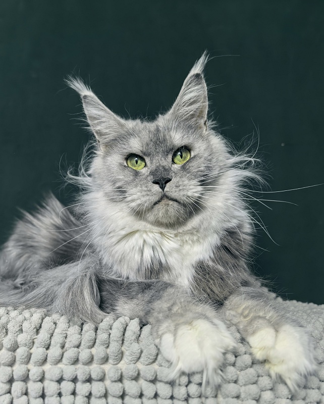Omega Cat Akbars - Adult maine-coon 1 year 9 months 0.5 weeks
