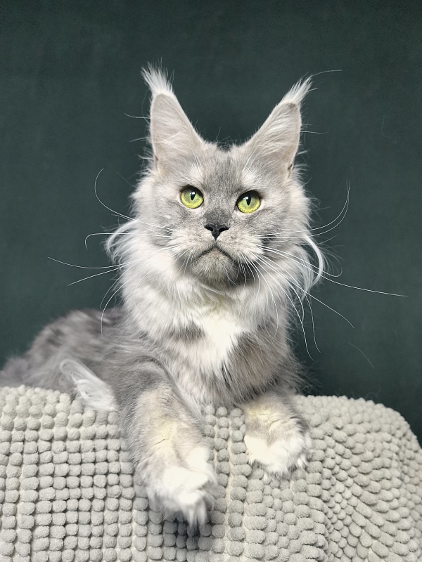 Omega Cat Akbars - Adult maine-coon 1 year 9 months 0.5 weeks