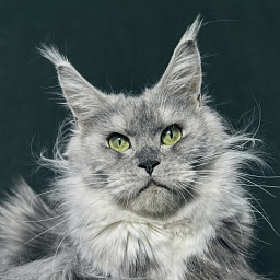 Omega Cat Akbars