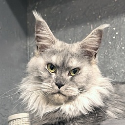 Omega Cat Akbars