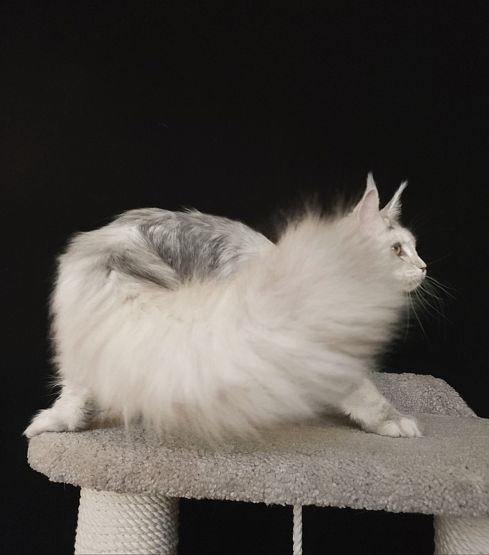 Olsey Cat Akbars - Junior maine-coon 7 months 2.5 weeks