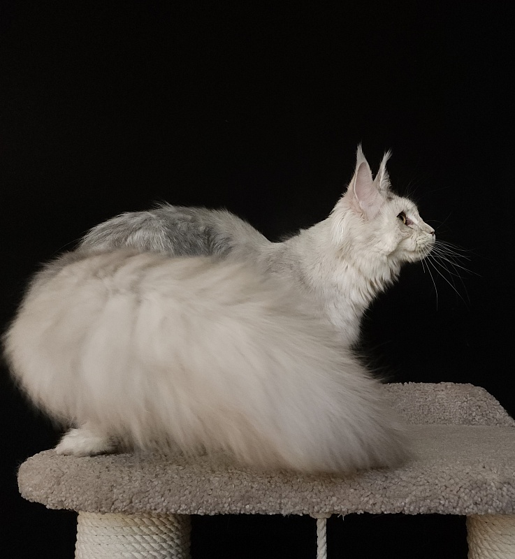 Olsey Cat Akbars - Junior maine-coon 7 months 2.5 weeks