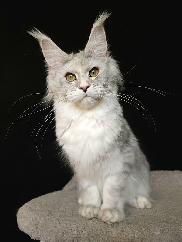 Olsey Cat Akbars - Junior maine-coon 7 months 2.5 weeks