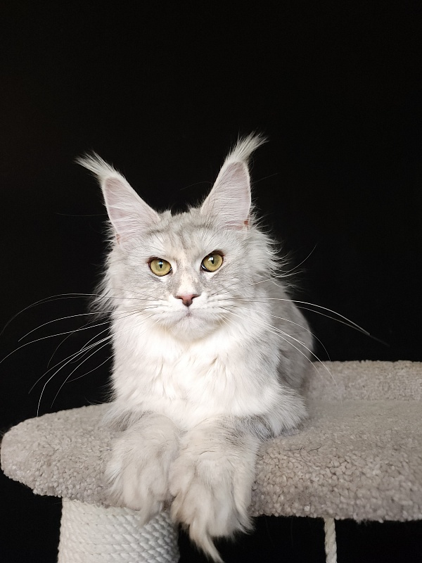Olsey Cat Akbars - Junior maine-coon 7 months 2.5 weeks