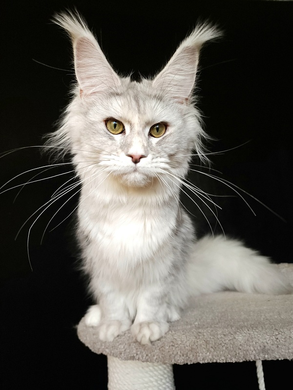 Olsey Cat Akbars - Junior maine-coon 7 months 2.5 weeks