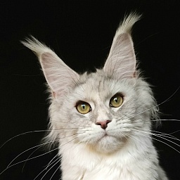 Olsey Cat  Akbars