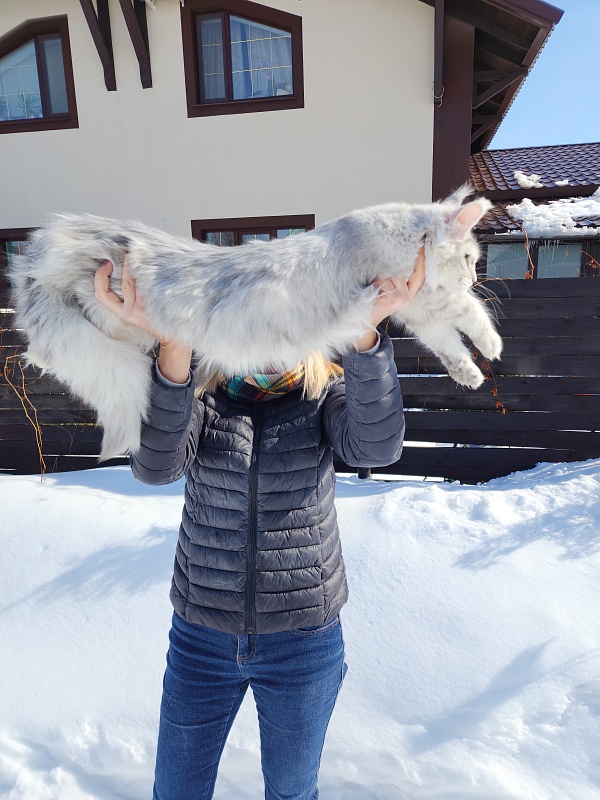 Olsey Cat Akbars - Junior maine-coon 7 months 1.5 week