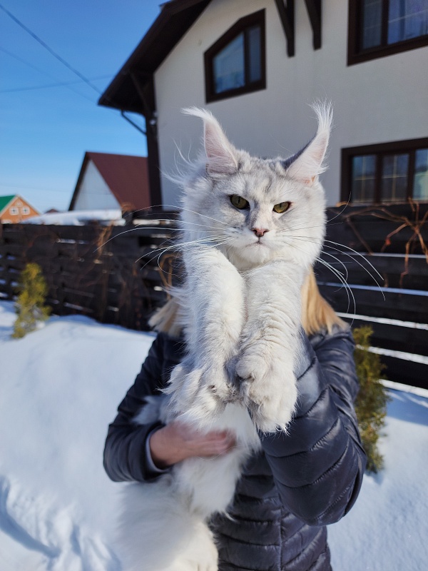 Olsey Cat Akbars - Junior maine-coon 7 months 1.5 week