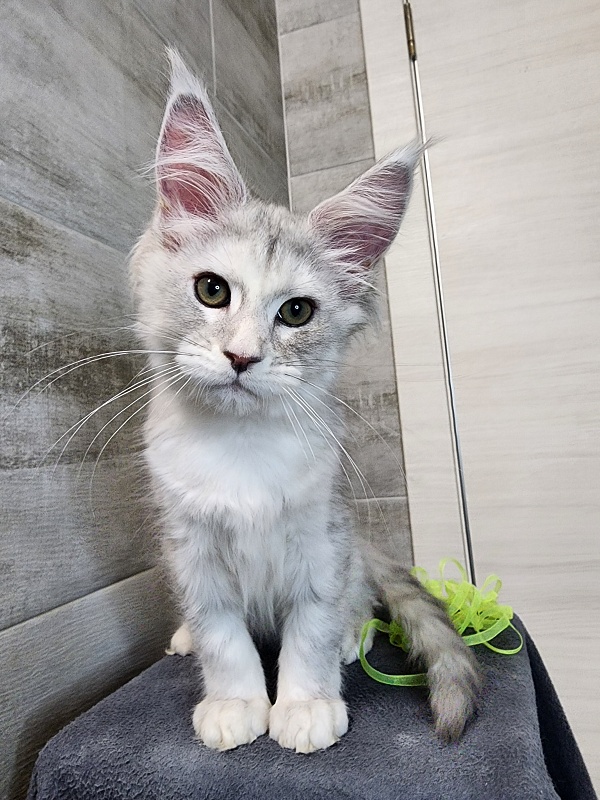 Olsey Cat Akbars - Kitten maine-coon 2 months 2.5 weeks