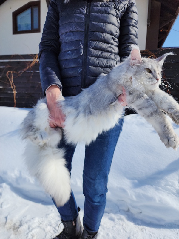 Olsey Cat Akbars - Junior maine-coon 7.5 months