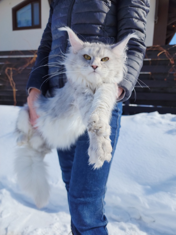 Olsey Cat Akbars - Junior maine-coon 7.5 months