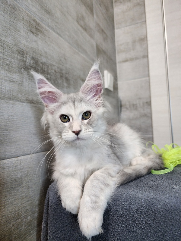 Olsey Cat Akbars - Kitten maine-coon 2 months 2.5 weeks