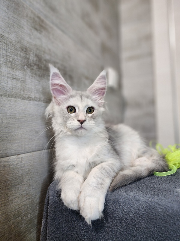 Olsey Cat Akbars - Kitten maine-coon 2 months 2.5 weeks