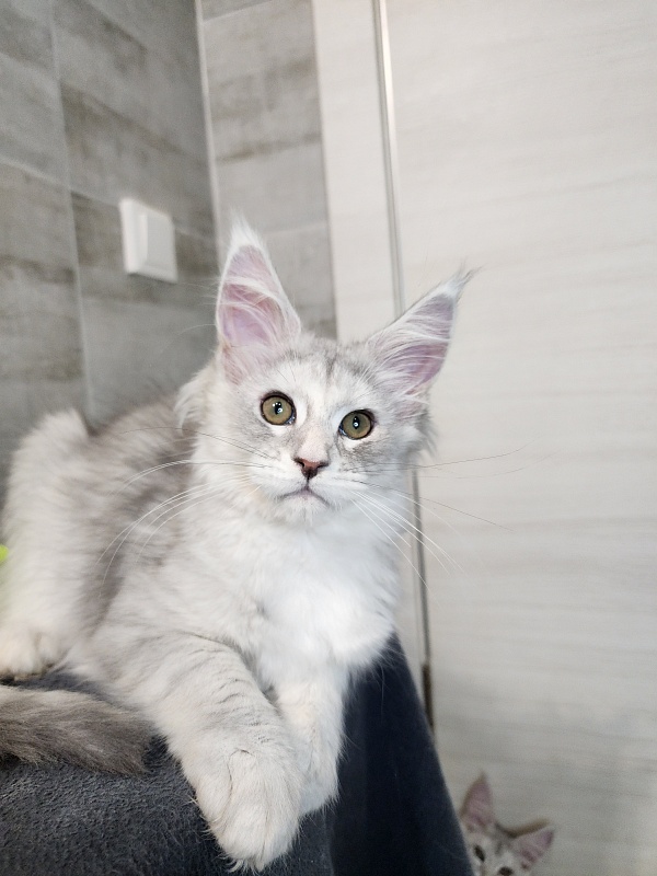 Olsey Cat Akbars - Kitten maine-coon 2 months 2.5 weeks